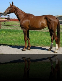 Sayatkhanum 19, 1985 Dagestan (Dagestan–Arfa) Elite, 7-6.5-8-7.5-7, 160-156-177-18.5 Estonia